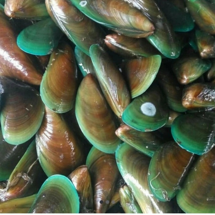 

Kerang Hijau Paket 5