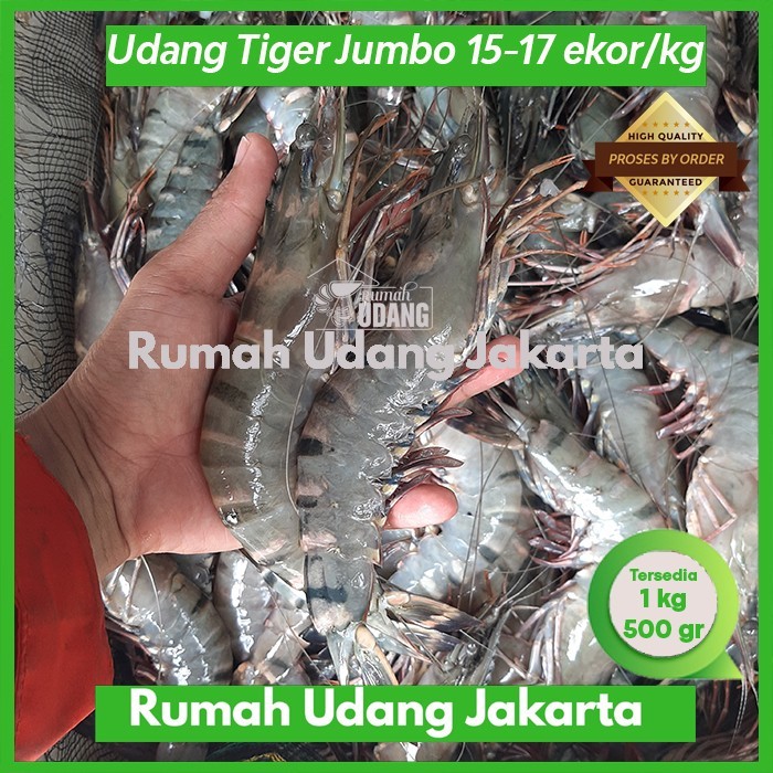 

Udang Pancet Tiger Windu Jumbo Besar Sz. 15-17 Ekor 1 Kg Udang Segar