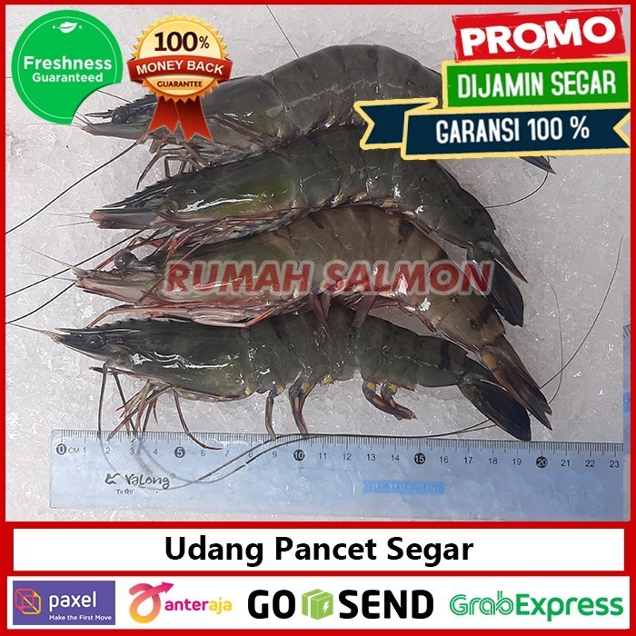 

Udang Tiger Pancet Super Ak 40-45 Windu / Pacet Besar Segar Murah 1 Kg