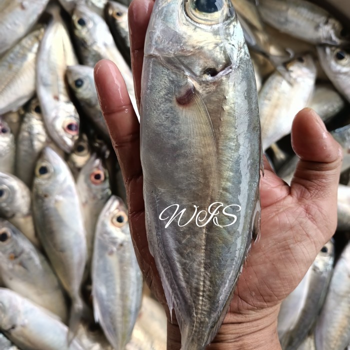 

Ikan Kembung Mata Belo Segar Harian Size 6-9 1Kg