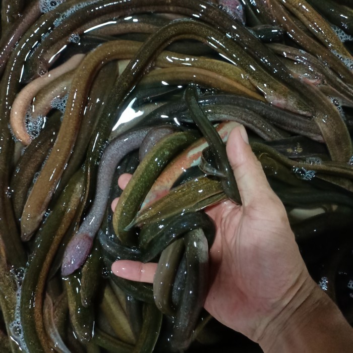 

Ikan Belut Segar Fresh