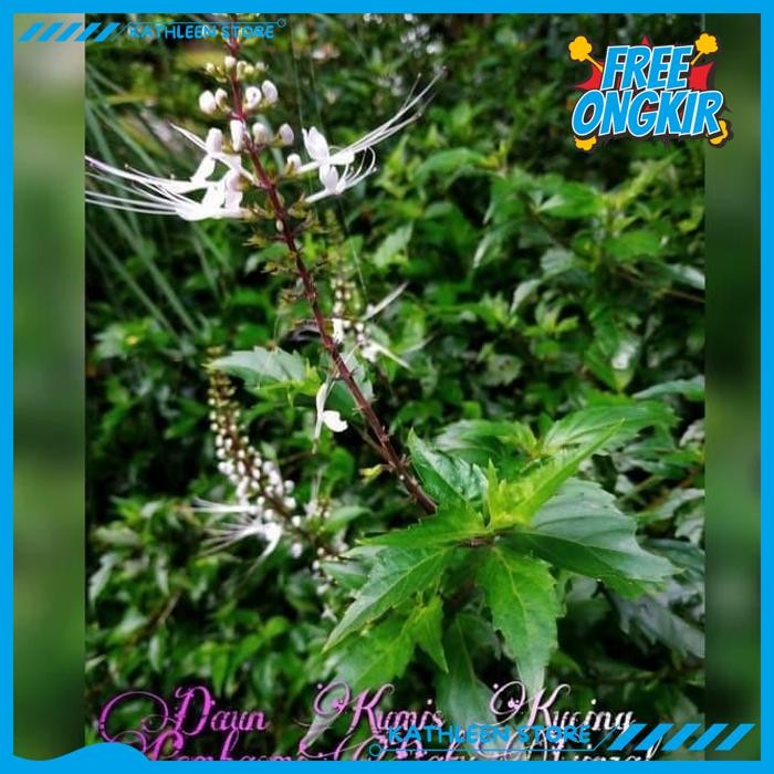

DAUN KUMIS KUCING SEGAR PER 20 LEMBAR OBAT BATU GINJAL KATHLEEN STORE BEST BRAND !