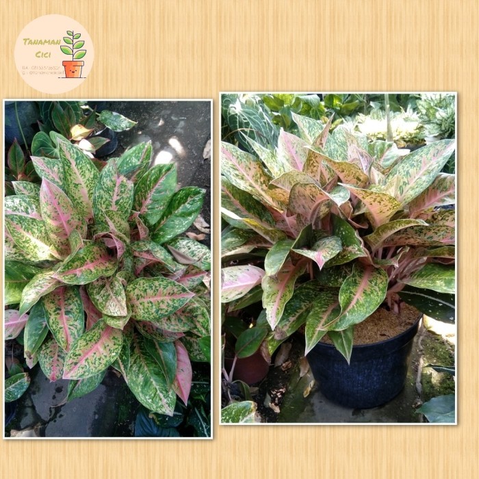 Aglonema Rimbun Aglonema Big Roy Lulaiwan Only 1 Pot Putih 50Cm Terbaik