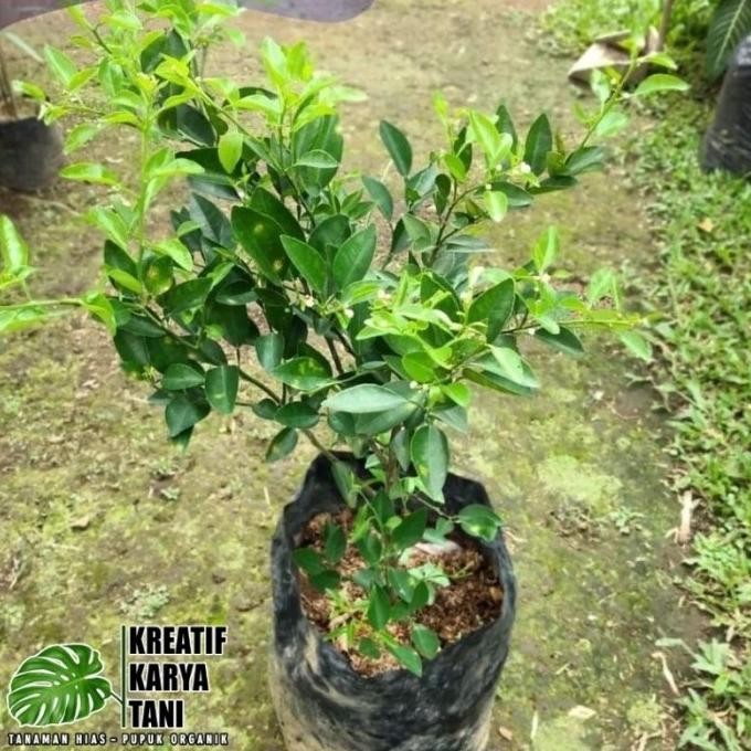 

NEW PRODUK TANAMAN BUAH JERUK LIMO - POHON JERUK LIMAU LIMO !!!!!