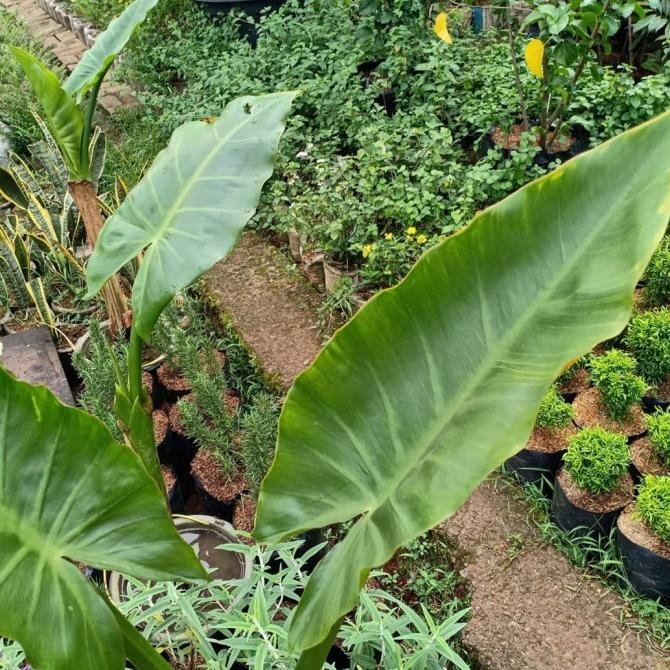 

NEW PRODUK PISANG AIR WATER PLANTAIN !!!!!