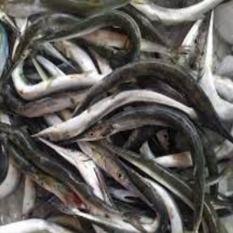 

Ikan cendro segar ukuran 1 kilogram