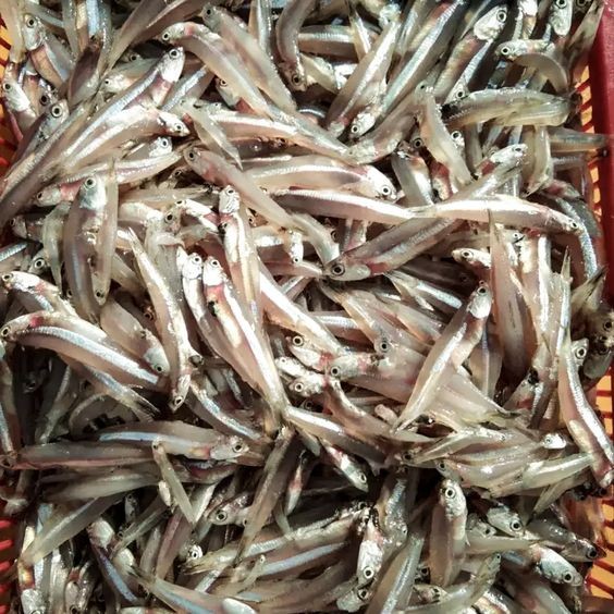 

Ikan teri basah segar ukuran 500 gram