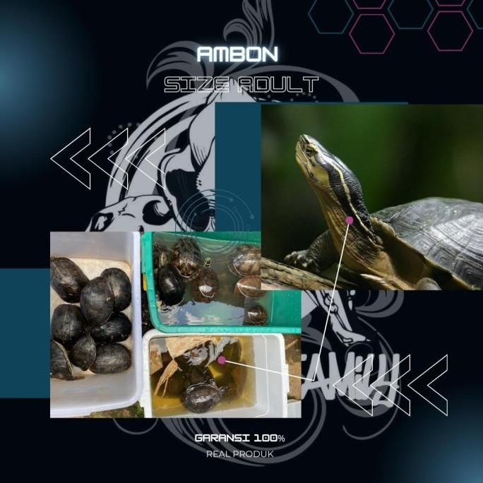 kura kura ambon batok indukan