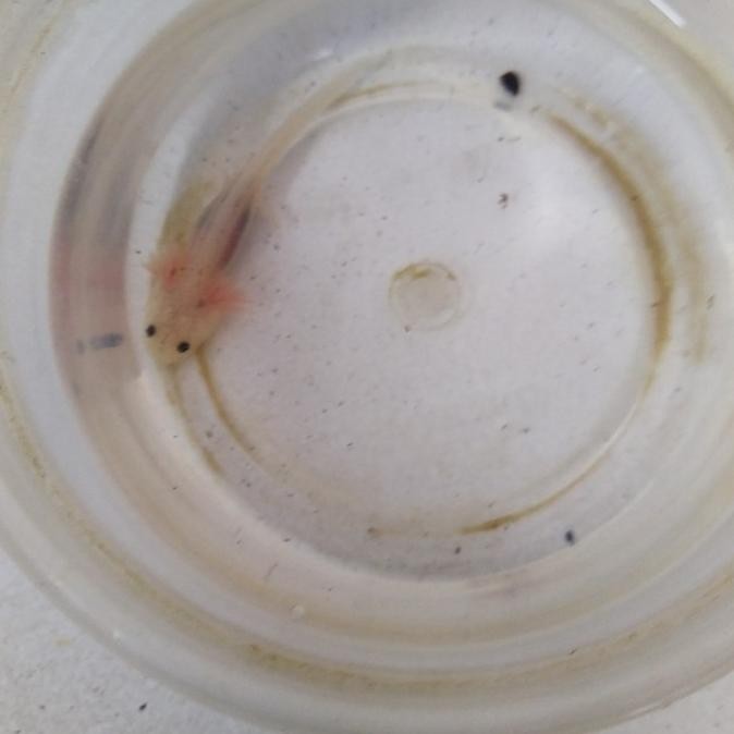 Axolotl Leucistic 5cm (Salamander/dogfish)