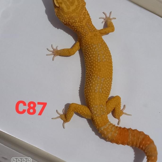 leopard gecko juve giant, super gaint