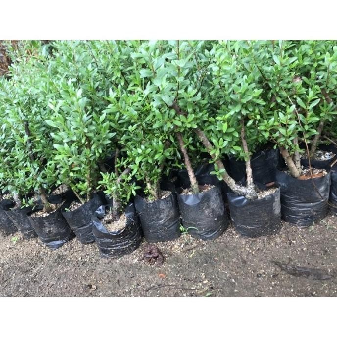 Bahan Bonsai Santigi Karang bonggol (',') (',') [terbaik]