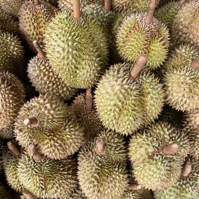 

Durian Montong Palu Parigi Utuhan/Butiran Original Dan Terpercaya