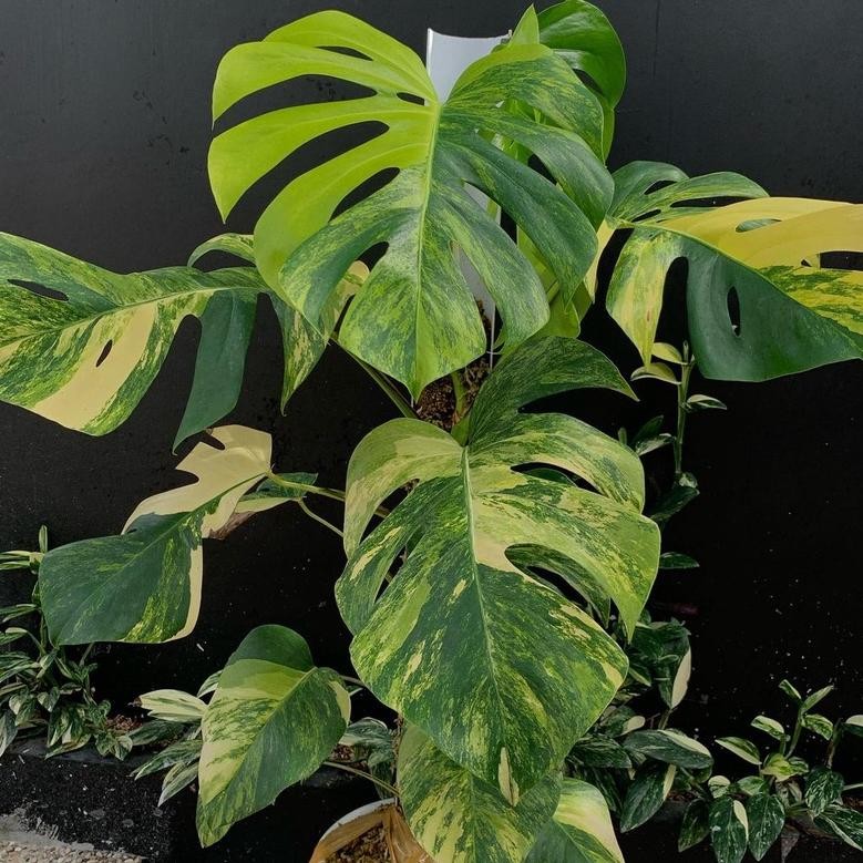 *PROMO* Monstera Marmorata Varigata/Marmo Varigata/Marmo Daun Pancing
