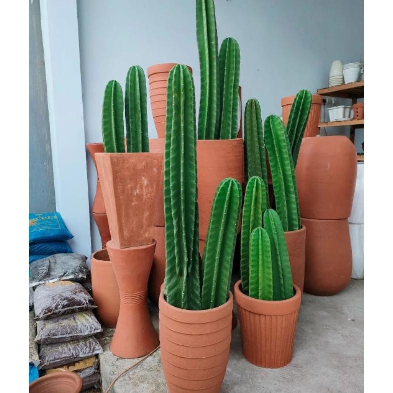 tanaman hias kaktus koboi 1METER JUMBO TANPA DURI / kaktus belimbing / pohon kaktus hidup/ cactus co