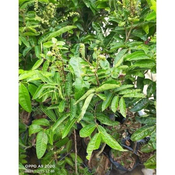 bibit buah kelengkeng bangkok sudah berbuah [terbaik]