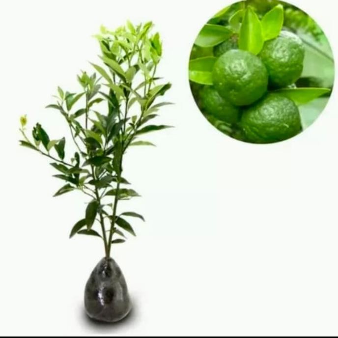 

Bibit pohon jeruk limo/tanaman buah jeruk limo sambal MANTEP