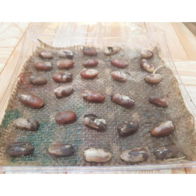 

FRES ORIGINL Bibit Kurma Ajwa Premium 50pcs / Kurma Ajwa Jumbo / Benih Ajwa