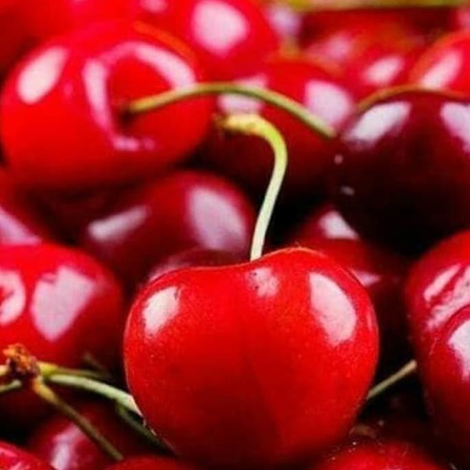 Bibit Tanaman Buah Cherry Jepang Blossom Berbunga at Berbuah LZ MANTEP