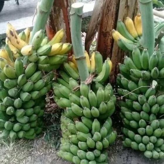 

bibit tanaman buah pisang raja bulu / pisang raja sesajen MANTEP