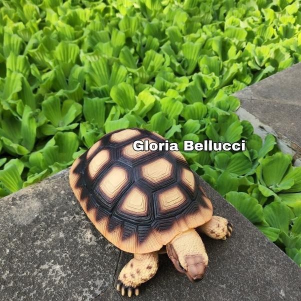 Patung Pajangan Kura2 Sulcata Tortoise Turtle Kura Kura Dekorasi Kolam