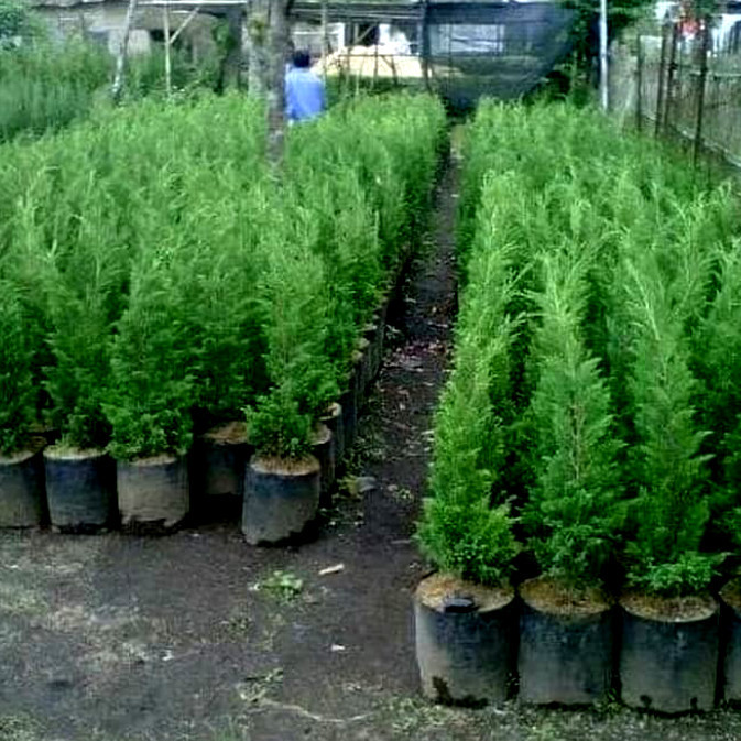 TANAMAN CEMARA NATAL//CEMARA LILIN//HIASAN NATAL