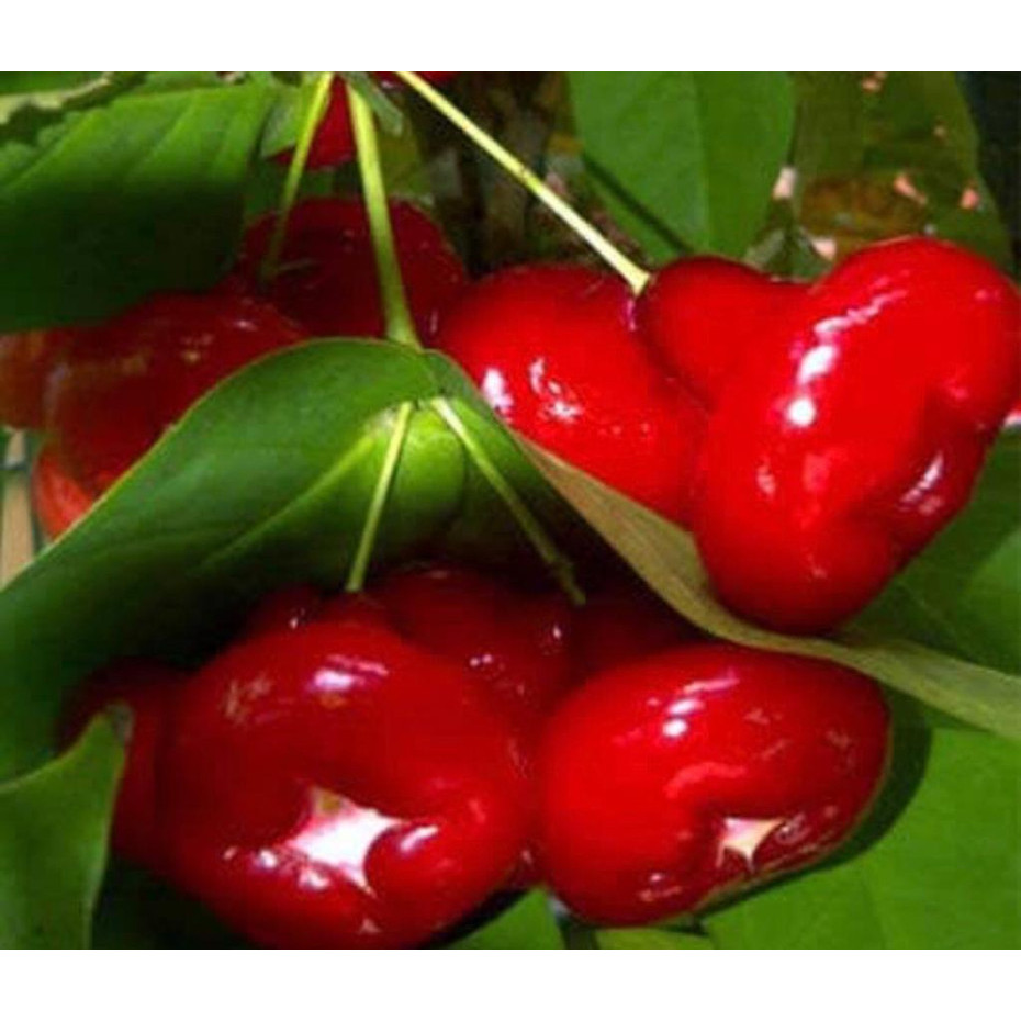 

Jambu air kancing 1 kg