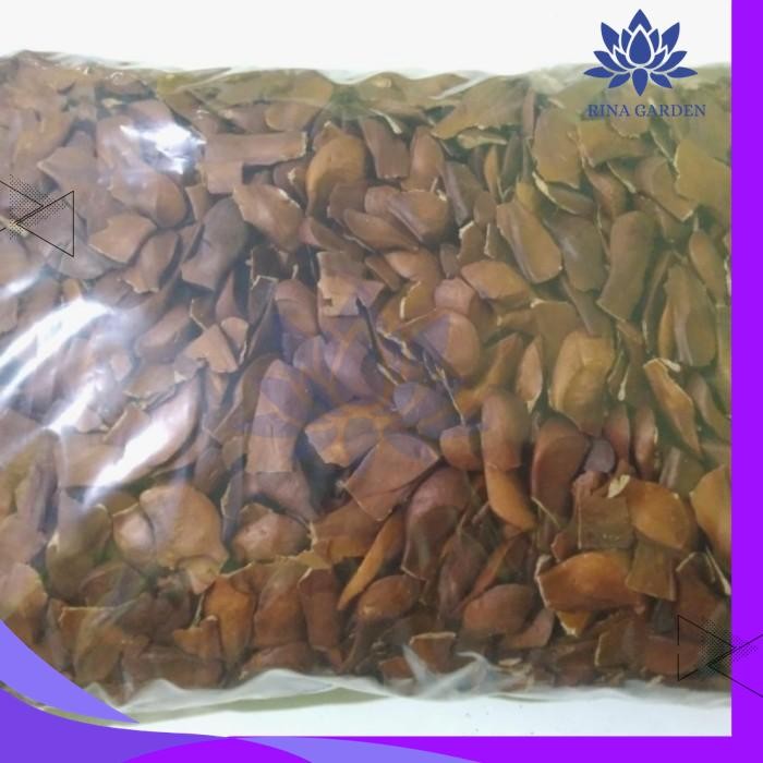 

BIJI BUAH MAHONI 100GR TERBAIK