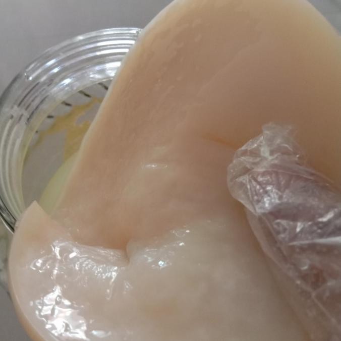 

TERMURAH scoby cuka apel+starter cuka apel ukuran besar