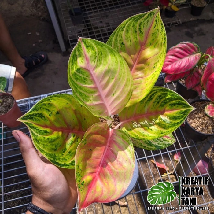 Tanaman Hias Aglonema Andini - Aglonema Andini -Gratisongkir