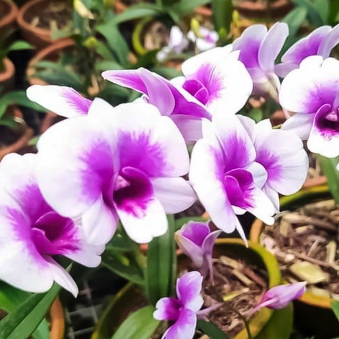 Anggrek Dendrobium Mini Yaya Victoria -Gratisongkir