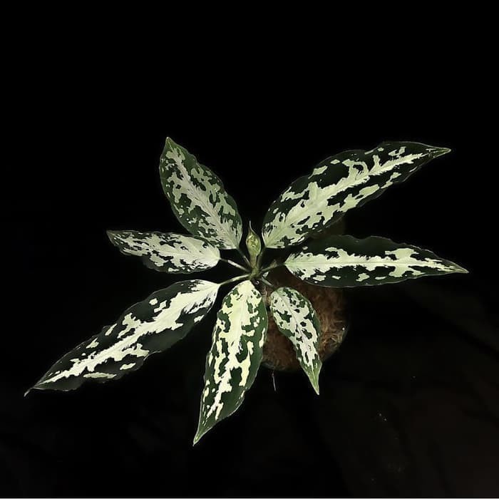 Jual Tanaman Hias Aglonema Pictum Aceh Becolor _ -Gratisongkir