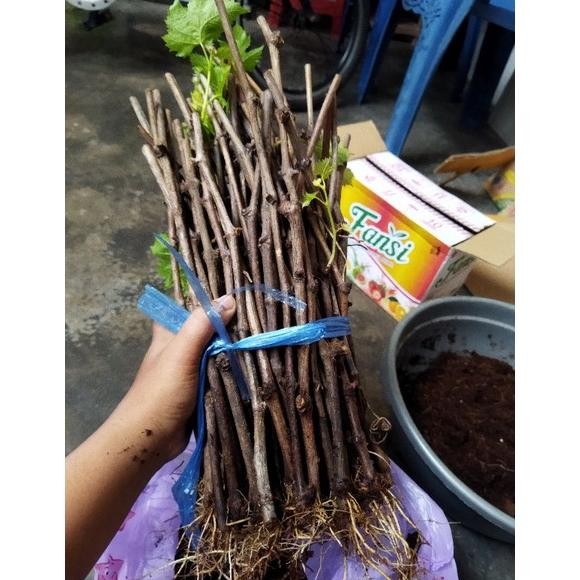 cutting anggur alfonso sudah berakar