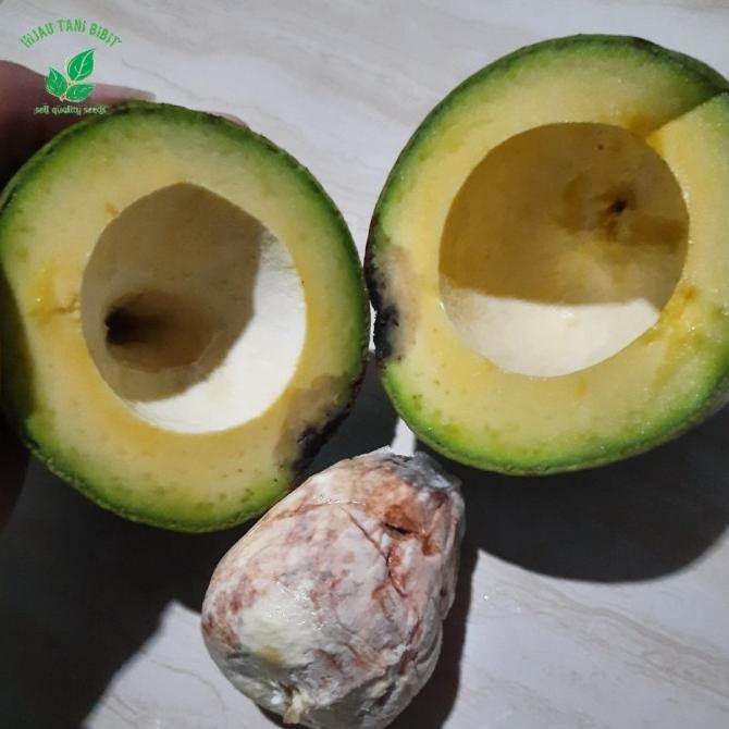 Bibit Alpukat Miki Depok