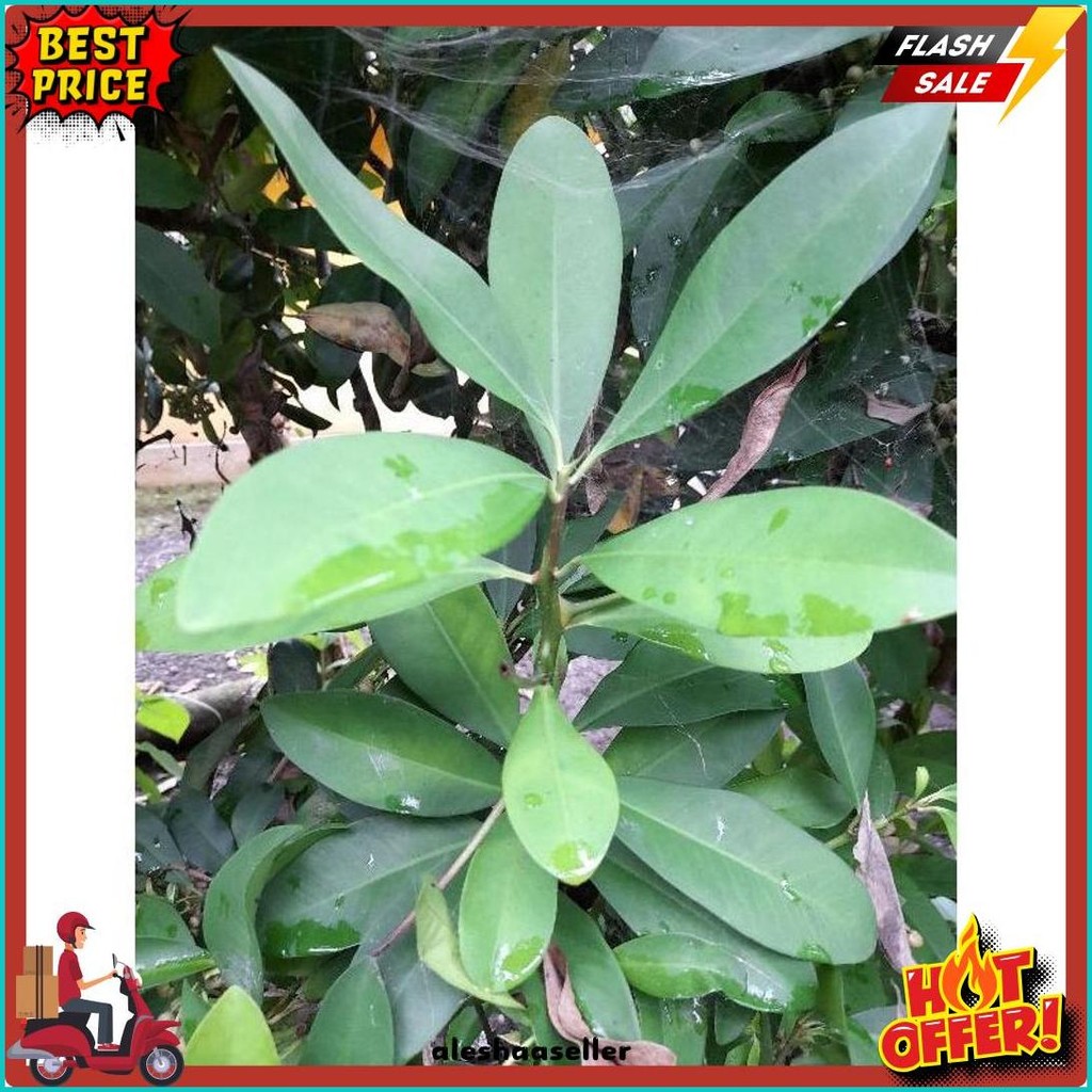 

Daun Lempeni Segar (100G) (6.6)