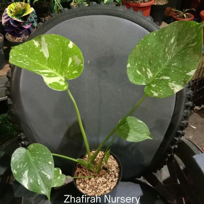 Monstera monthai creme brulee ekonomis