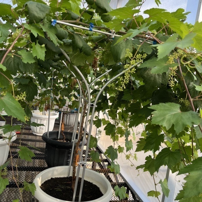 Tiang Rambatan Anggur 120cm