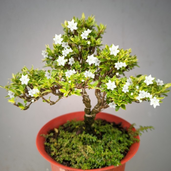 Bonsai Mame Melati Jepang SERISA FOETIDA VARIEGATA MICRO GRATISS POT