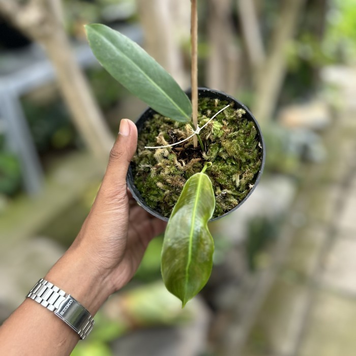 Philodendron Patriciae Real Pict