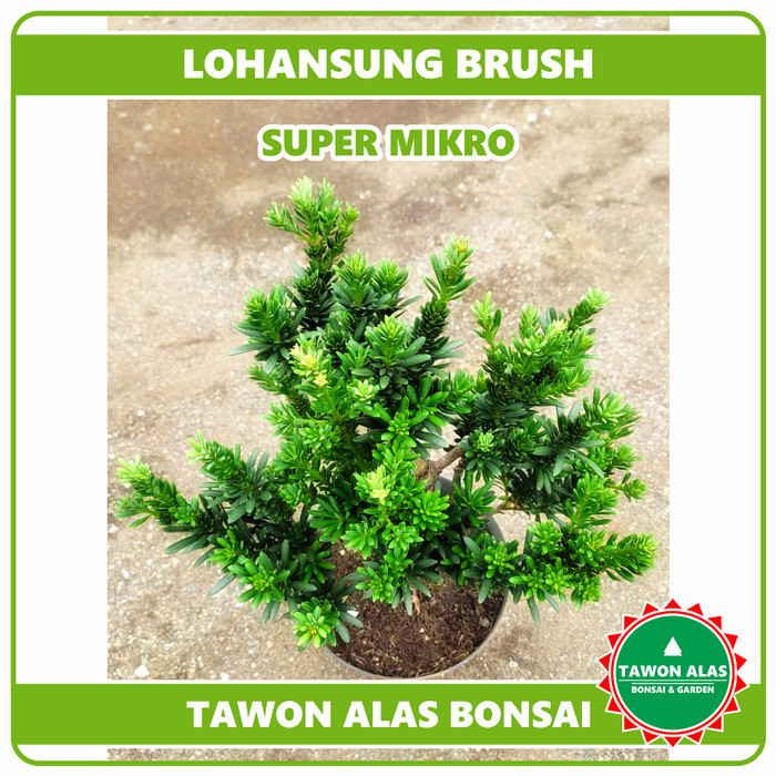 Lohansung Brush Micro Original Beras Mikro Bibit Bonsai Mame Small