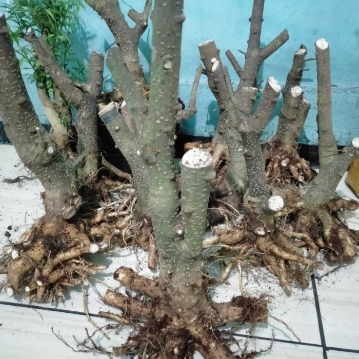 bahan bonsai anting putri dongkelan prospek