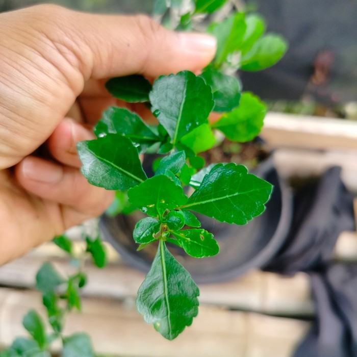 commhipora simplicifolia bahan bonsai sukulen import