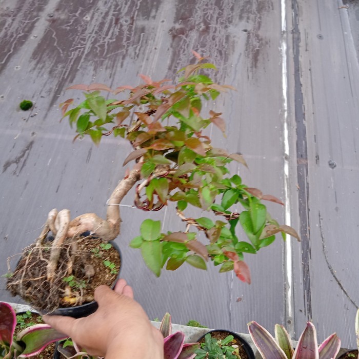 bonsai dewandaru cascade jadi tinggal pajang