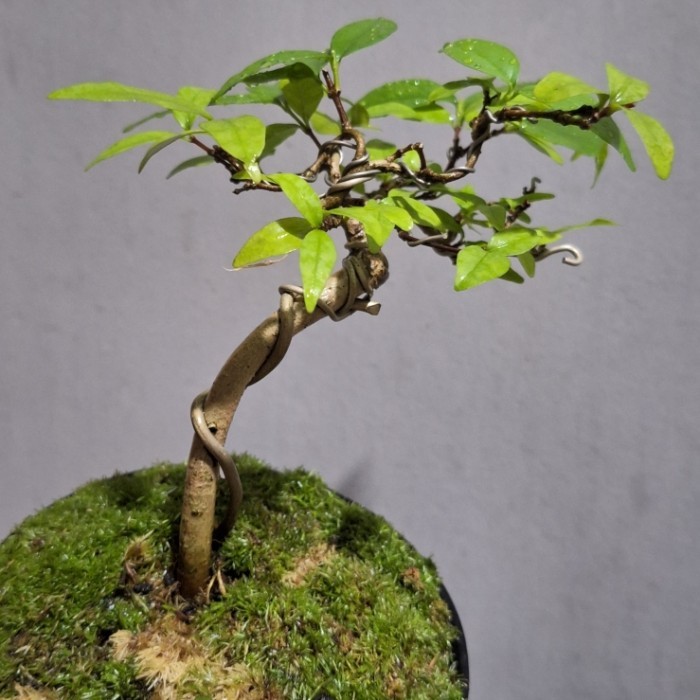 Bonsai Mame Anting Putri Meliuk