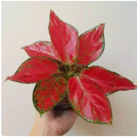 AGLONEMA RED ANJAMANI - tanaman aglonema red anjamani