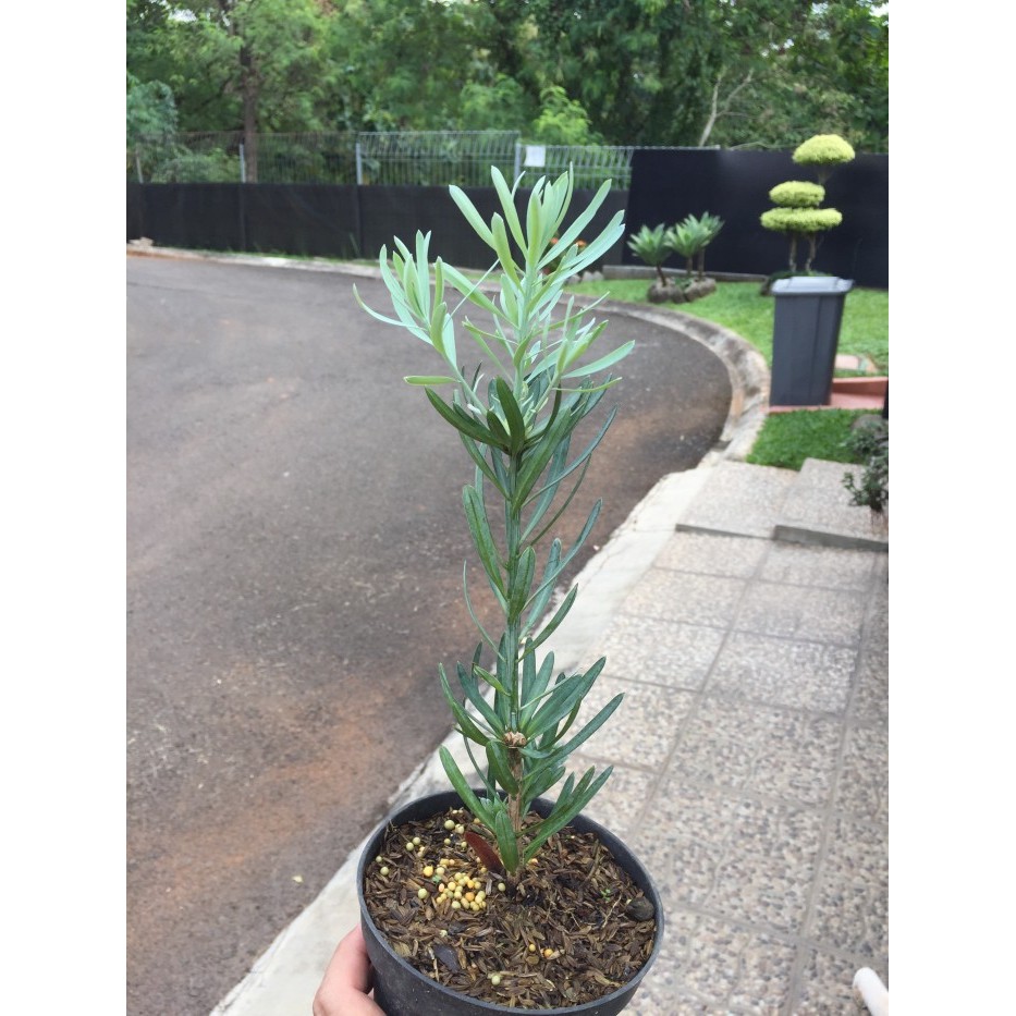 Lohansung Ice Blue Ori Bukan Sambungan