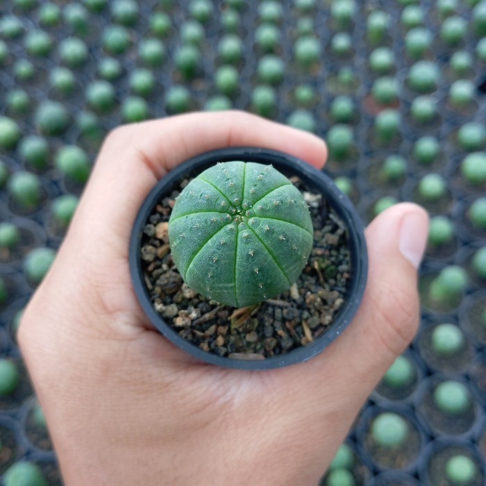 euphorbia obesa tanaman hias kaktus
