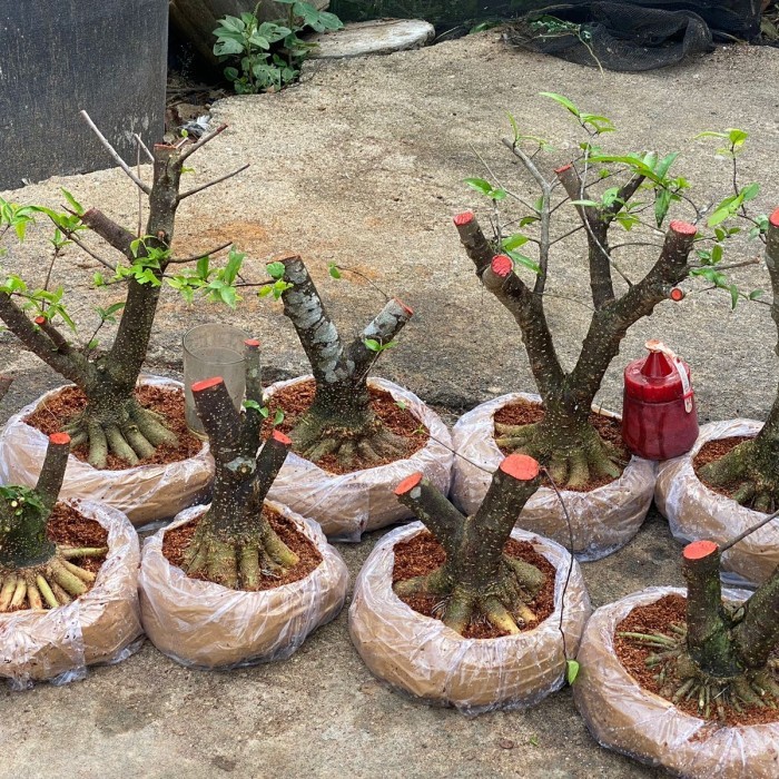 bahan bonsai anting putri prokar. bogel. mame.