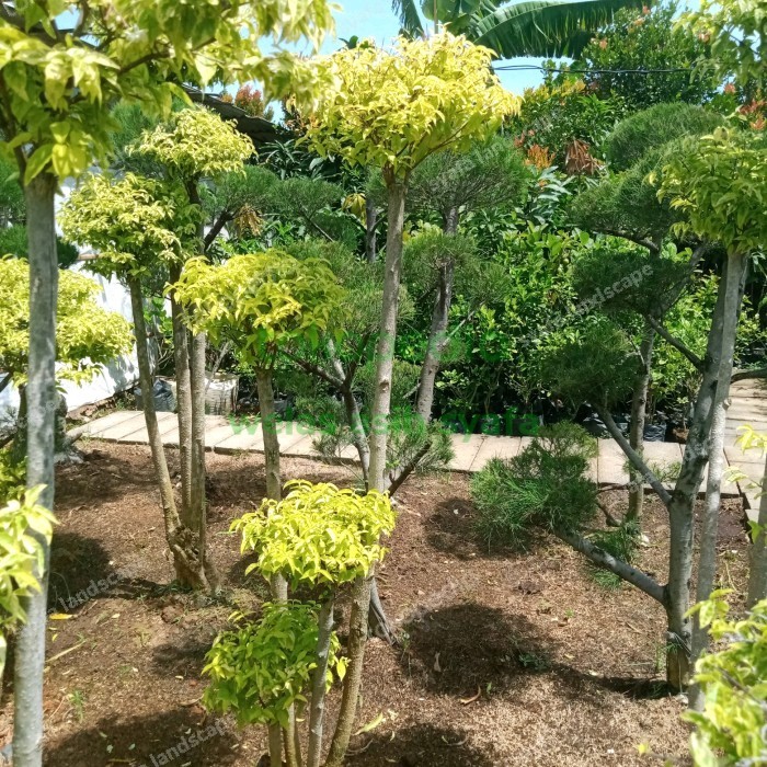 bonsai anting putri tinggi 1 meter