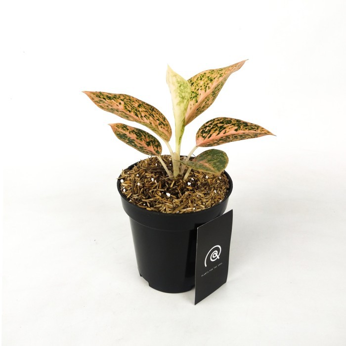 Aglaonema Stardust Orange - Tanaman Hias / aglonema / houseplant