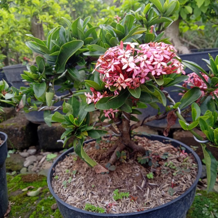 bonsai jadi soka